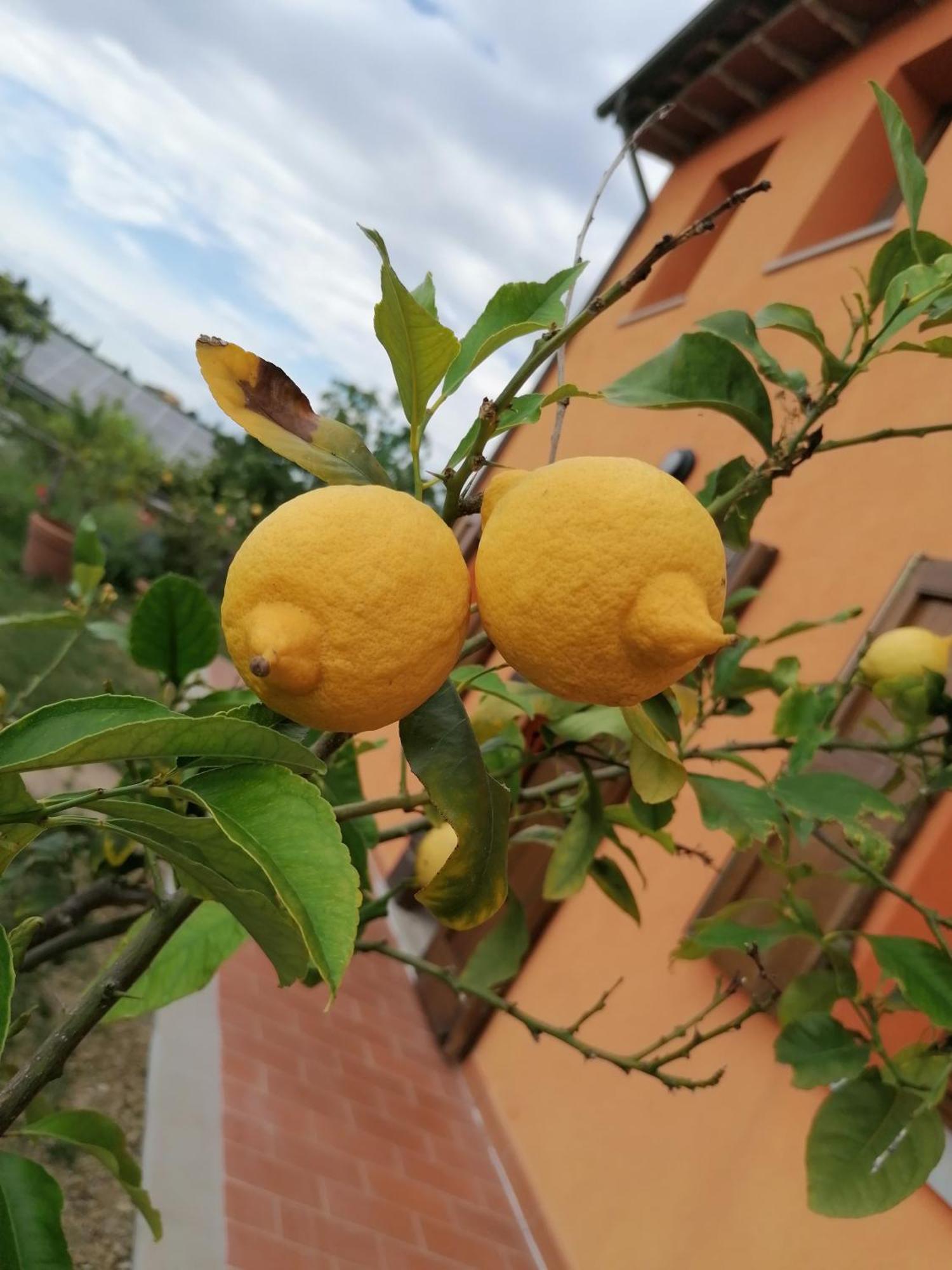 Agriturismo Borgo Stella Montespertoli Kültér fotó