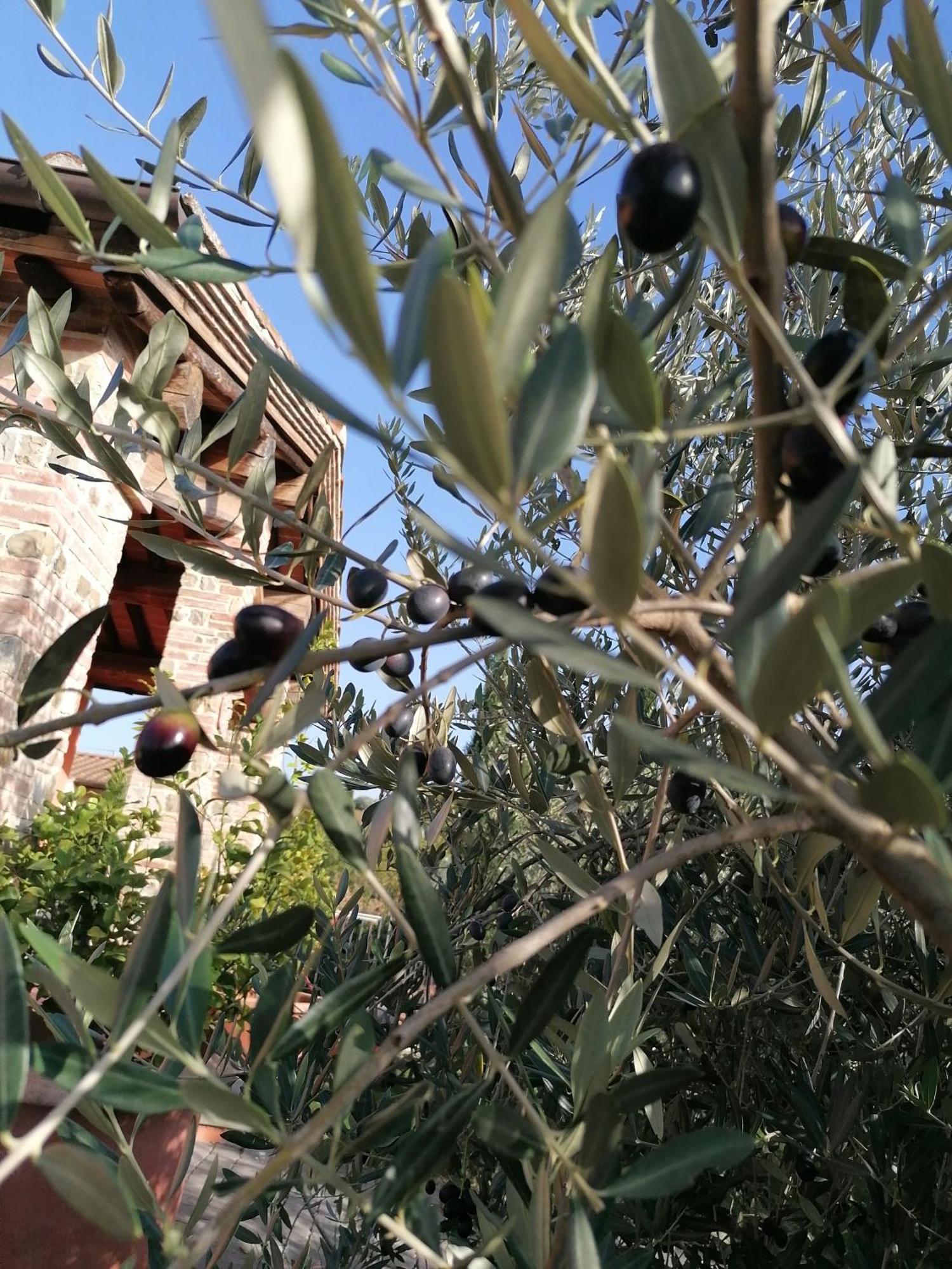 Agriturismo Borgo Stella Montespertoli Kültér fotó
